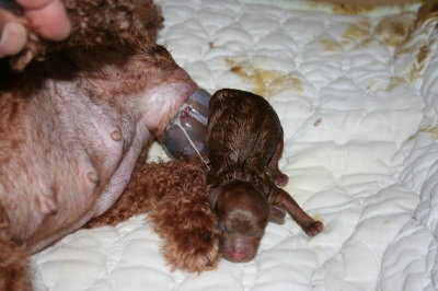 トイプードルレッド、犬の出産(お産)画像