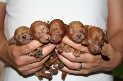 トイプードルレッドの子犬オス3頭メス2頭、生後1週間画像