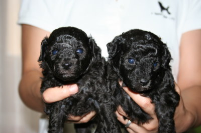 トイプードルシルバー(グレー)の子犬メス2頭、生後4週間画像