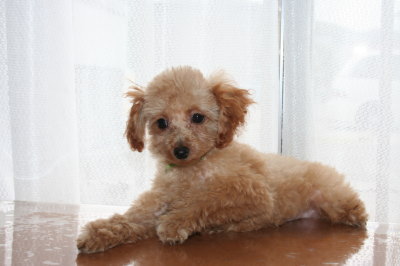 トイプードルアプリコットの子犬オス、生後3ヶ月画像
