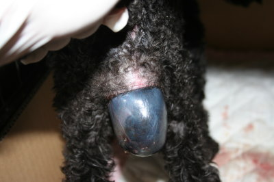 トイプードルブラック(黒色)、犬の出産(お産)画像