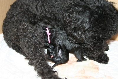 トイプードルブラック(黒色)、犬の出産(お産)画像