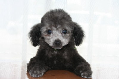 トイプードルシルバー(グレー)の子犬オス、生後2ヶ月半画像