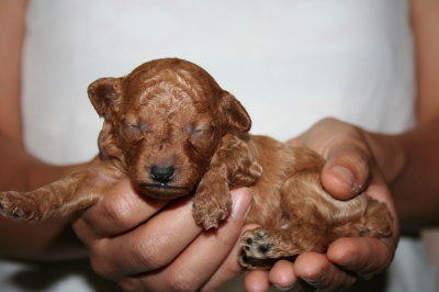 トイプードルレッドの子犬オス、生後2週間画像