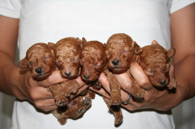 トイプードルレッドの子犬オス3頭メス2頭、生後2週間画像