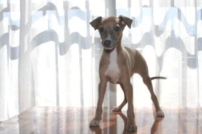 イタリアングレーハウンドフォーン(茶色)の子犬オス、生後2ヶ月画像