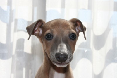 イタリアングレーハウンドフォーン(茶色)の子犬オス、生後2ヶ月画像