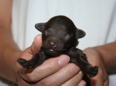 トイプードルブラウンの子犬オス、生後１週間画像