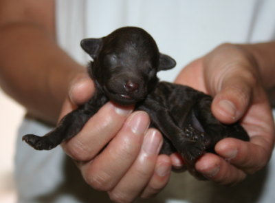 トイプードルブラウンの子犬オス、生後１週間画像
