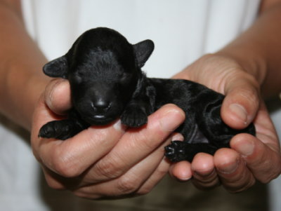 トイプードルブラック(黒色)の子犬メス、生後１週間画像
