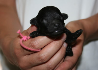 トイプードルブラック(黒色)の子犬メス、生後１週間画像
