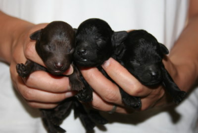 トイプードルブラウンとブラック(黒)の子犬オスメス、生後１週間画像