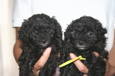 トイプードルシルバー(グレー)の子犬メス2頭、生後5週間画像