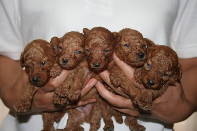 トイプードルレッドの子犬オス3頭メス2頭、生後3週間画像