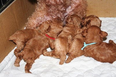 トイプードルレッドの子犬オス3頭メス2頭、生後3週間画像