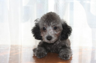 トイプードルシルバー(グレー)の子犬メス、生後3ヶ月画像