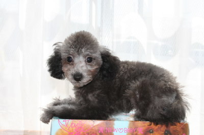 トイプードルシルバー(グレー)の子犬メス、生後3ヶ月画像