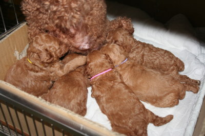 トイプードルレッドの子犬メス5頭、生後3週間画像