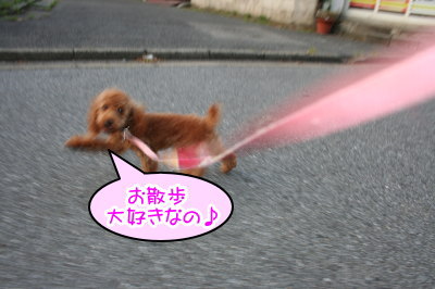 タイニーサイズ☆トイプードルアプリコットの子犬メス、生後5ヶ月画像