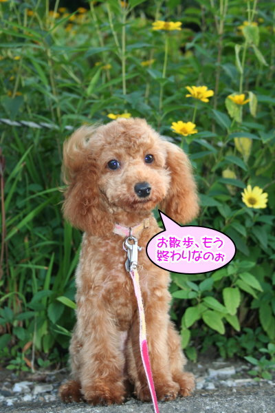 タイニーサイズ☆トイプードルアプリコットの子犬メス、生後5ヶ月画像