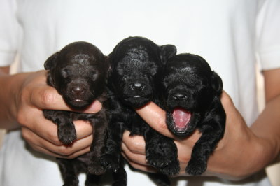 トイプードルブラウンとブラック(黒色)の子犬オスメス、生後2週間画像