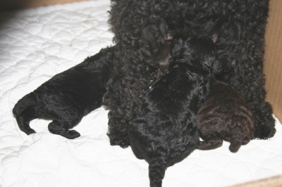 トイプードルブラウンとブラック(黒色)の子犬オスメス、生後2週間画像