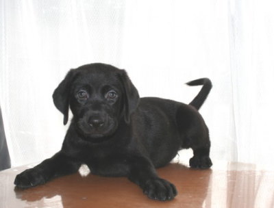 ラブラドールブラック(黒ラブ)の子犬メス、生後2ヶ月画像