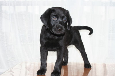 ラブラドールブラック(黒ラブ)の子犬メス、生後2ヶ月画像