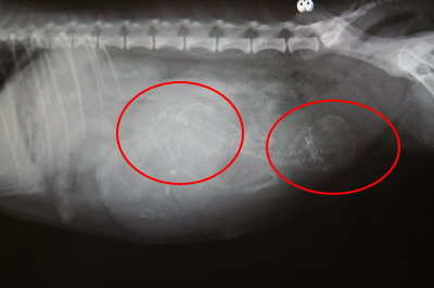 トイプードル妊娠犬のレントゲン画像