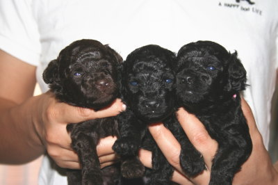 トイプードルブラウンオスブラック(黒色)メスの子犬、生後3週間画像