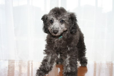 トイプードルシルバー(グレー)の子犬オス、生後3ヶ月画像