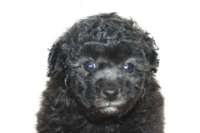トイプードルシルバー(グレー)の子犬メス、生後1ヶ月半画像