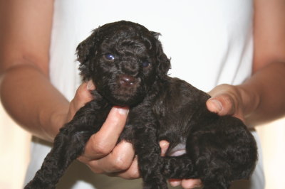 トイプードルブラウンの子犬オス、生後4週間画像
