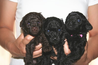 トイプードルブラウンオスとブラック(黒色)メスの子犬、生後4週間
