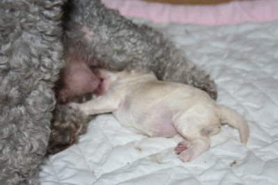 トイプードルシルバー(グレー)犬の出産画像