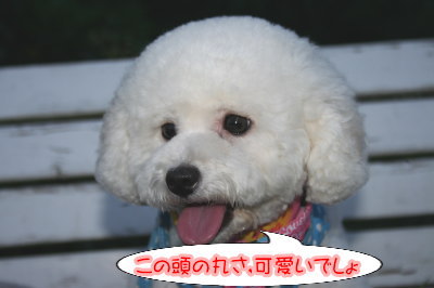 トイプードルホワイト(白色)成犬メス画像