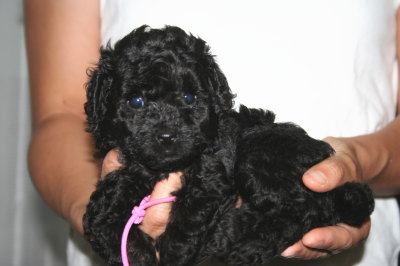 トイプードルブラウンオスとブラック(黒色)メスの子犬、生後5週間画像