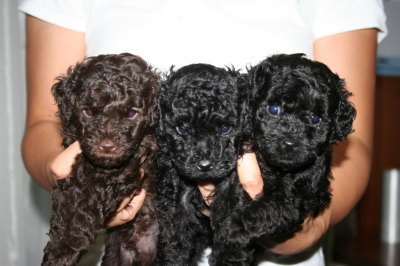 トイプードルブラウンオスとブラック(黒色)メスの子犬、生後5週間画像