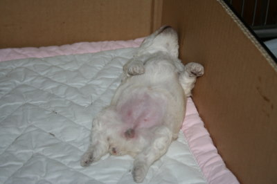 トイプードルホワイト(白色)の子犬メス、生後2週間画像