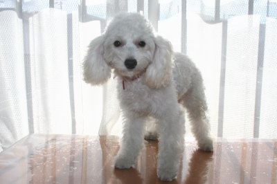 トイプードルホワイト(白色)の子犬メス、生後4ヶ月画像