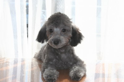 トイプードルシルバー(グレー)の子犬メス、生後4ヶ月画像