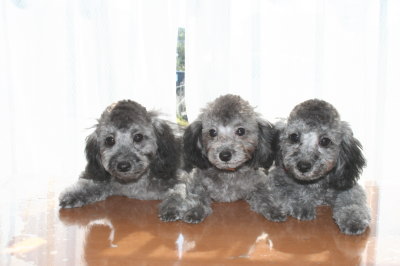 トイプードルシルバー(グレー)の子犬オス1頭メス2頭、生後4ヶ月画像