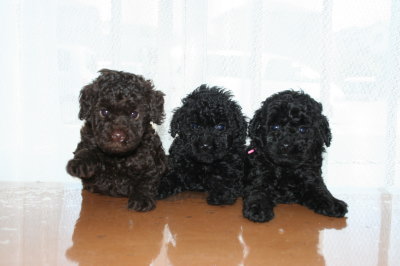 トイプードルブラウンオスとブラック(黒色)メスの子犬、生後6週間画像