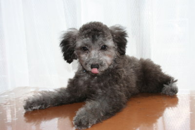 トイプードルシルバー(グレー)の子犬オス、生後4ヶ月画像
