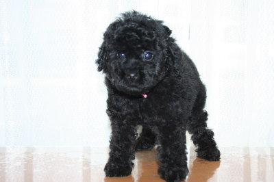 トイプードルブラック(黒色)の子犬メス、生後7週間画像