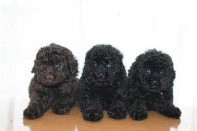 トイプードルブラウンオスとブラック(黒色)メスの子犬、生後7週間