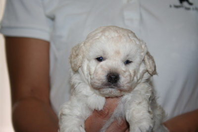 トイプードルホワイト(白色)の子犬メス、生後4週間画像