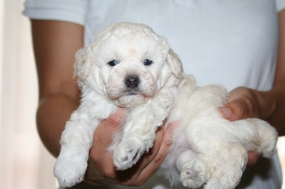 トイプードルホワイト(白色)の子犬メス、生後4週間画像
