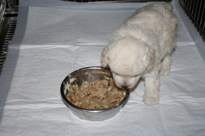 トイプードルホワイト(白色)の子犬メス、生後4週間離乳食画像