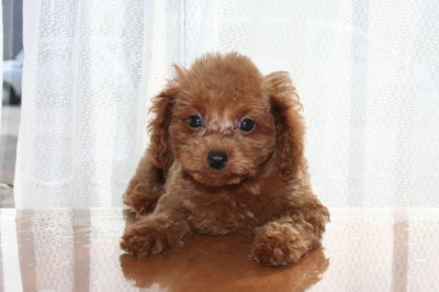 トイプードルレッドの子犬メス、生後2ヶ月画像